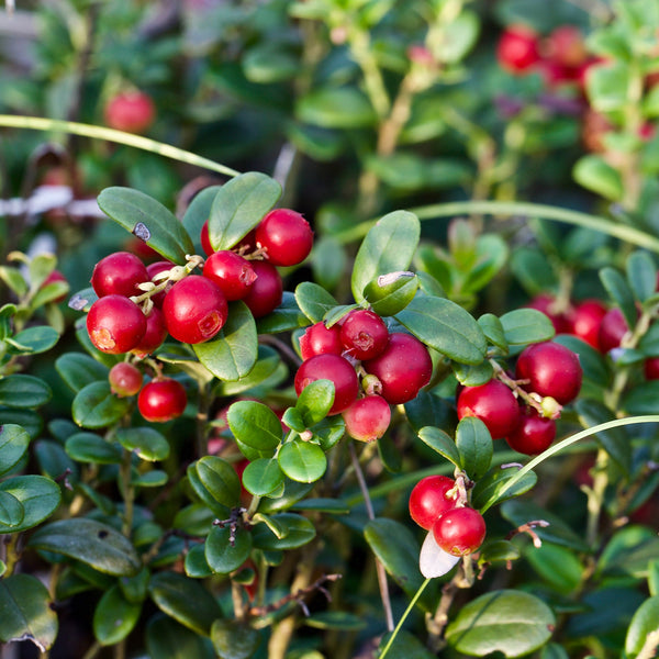 Lingonberry Powder